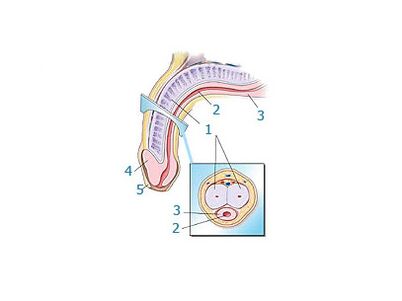 음경 구조